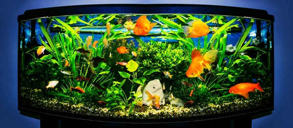Peixe Dourado Aquário Água Doce Com Verde Bonito Plantado Tropical — Fotografia de Stock