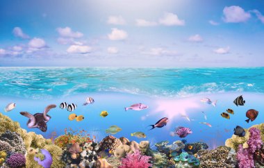 Karayip Denizi 'ndeki deniz altı renkli mercan resifleri. St. Thomas' taki Balayı Sahili. Seyahat konsepti.