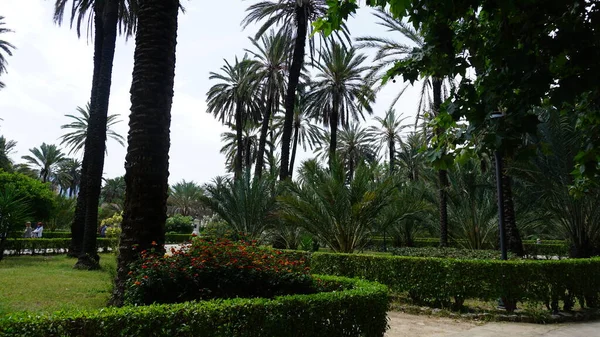 Gyönyörű Park Tele Pálmafákkal Palermóban Szicília Olaszországban — Stock Fotó