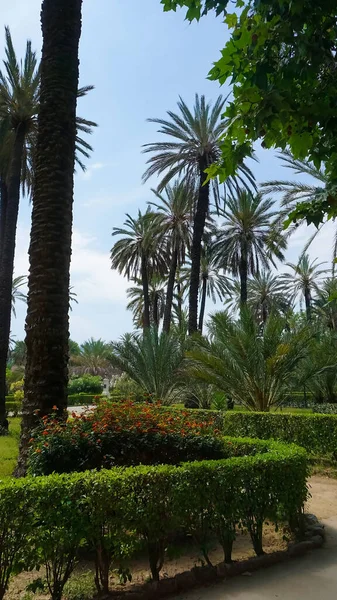 Schöner Park Voller Palmen Palermo Sizilien Vor Italien — Stockfoto