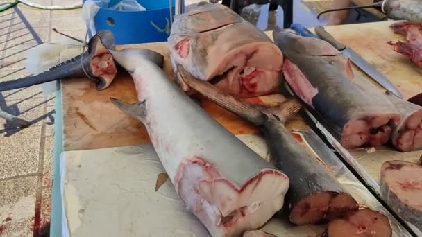 Французький Рибалка Продає Свіжу Рибу Порт Єхо Марселі Франція Марсель — стокове відео