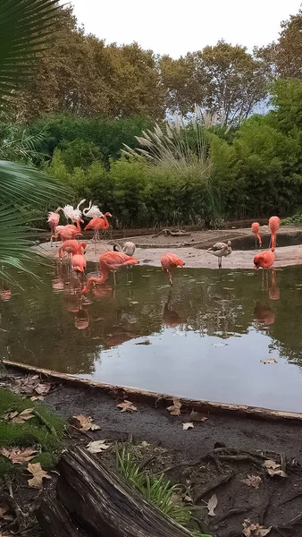 Flamingók Tóban Barcelonai Állatkert Barcelona Spanyolországban — Stock Fotó