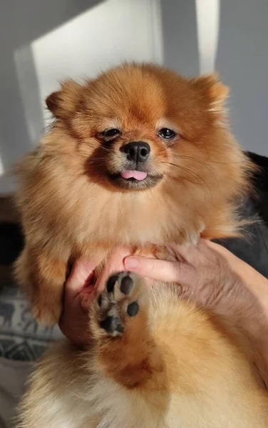 Rode Pomeranian Hond Vrouwelijke Handen Thuis — Stockfoto