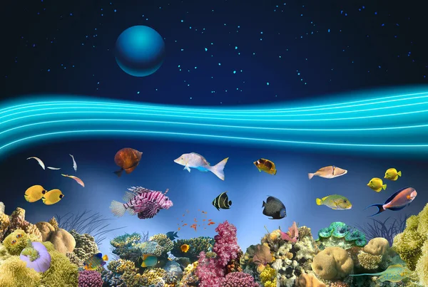 Doğa Deniz Manzarası Sualtı Canlıları Gece Yıldızlı Gökyüzü Mercan Resifleri — Stok fotoğraf
