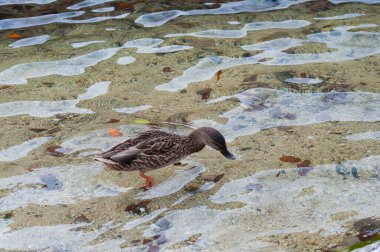 Ördekler gölde yüzüyor. Dağ göllerinin güzel doğası. Temiz göl