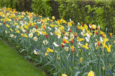 Hollanda 'daki Keukenhof çiçek ve lale parkı. Hollanda 'da güzel bir açık hava manzarası