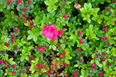 Hollanda 'daki Keukenhof çiçek ve lale parkı. Hollanda 'da güzel bir açık hava manzarası