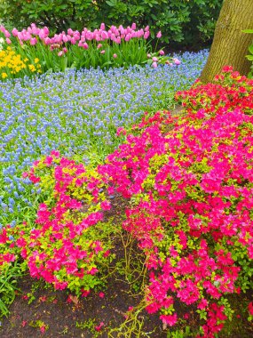 Hollanda 'daki Keukenhof çiçek ve lale parkı. Hollanda 'da güzel bir açık hava manzarası