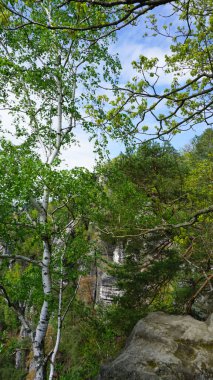 Bastei manzaralı Elbe nehrinin güzel yaz manzarası. Sakson İsviçre ulusal parkının renkli sabah manzarası, Almanya, Avrupa. Kum Taşı Dağları 'nın muhteşem manzarası, Saksonya.