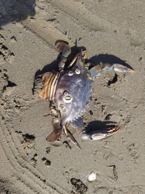 Yaz günü kumda yengeç. Güneşli bir günde İtalya 'da sahilde yengeç