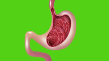 Yeşil ekranda insan midesi anatomisinin 2d animasyon hareketi. Mide sağlığı. Tıbbi konsept