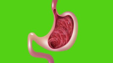 Hasta mide karakterleri. Mide iltihabı, hazımsızlık, kusma, mide yanması. Mide ağrısı ve insan yüzü. Mide sağlığı. Tıbbi konsept. 2 Boyutlu Canlandırma