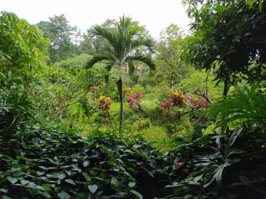 Ubud, Bali 'deki Bali bahçesinin tropikal bitkileri