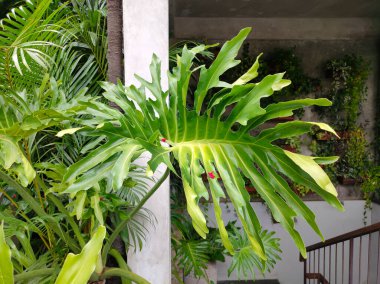 Ubud, Bali 'deki Bali bahçesinin tropikal bitkileri