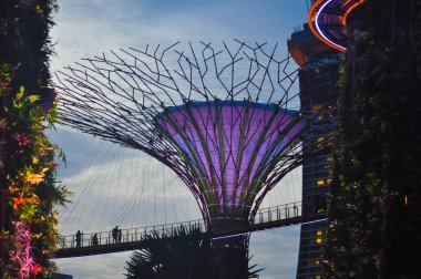 Singapur - 20 Ocak 2025: Körfezin yanındaki bahçelerde bulunan Supertree Grove - Singapur 'da geceleri botanik bahçesi - Singapur' da eşsiz bir doğal park ve dünyanın en büyük mimari manzara projesi..