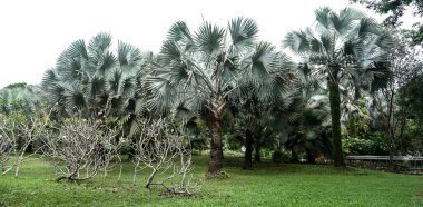 Singapur 'daki Marina Körfezi Kumları' nda yapay gölü olan güzel bir bahçe.