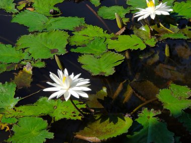 Endonezya, Bali 'deki gölette nilüfer çiçekleri açıyor..