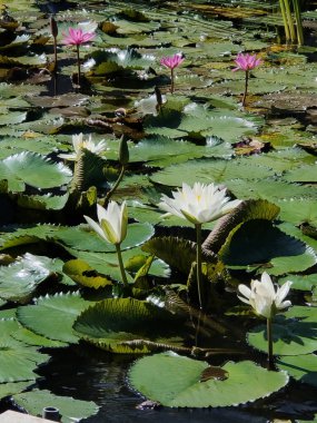 Endonezya, Bali 'deki gölette nilüfer çiçekleri açıyor..