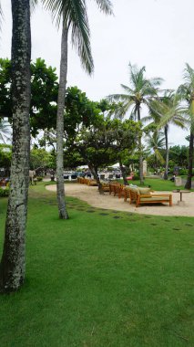 Nusa Dua, Bali, Endonezya - 18 Ocak 2025: Grand Hyatt Bali 'deki tropikal ağaçlar Nusa Dua, Bali, Endonezya.