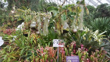 Singapur - 20 Ocak 2025: Bir grup sürahi bitkisinin yakından görüntüsü, böcekleri kapana kıstıran ve sindiren eşsiz sürahi biçimli yapraklarıyla bilinen bir etobur bitki türü..