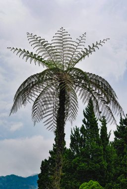 Cyathea australis görüntüleri. Sphaeropteris glauca Bali ormanında