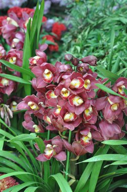 Cymbidium vogel büyüsü, tropik bahçede orkide çiçek açar.