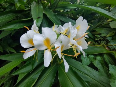 Sarı zencefilli zambak, Kelebek kızıl, bilimsel adı Hedychium flavescens on green
