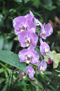 Doritenopsis orkidesi. Yeşil üzerine pembe orkide çiçeği.