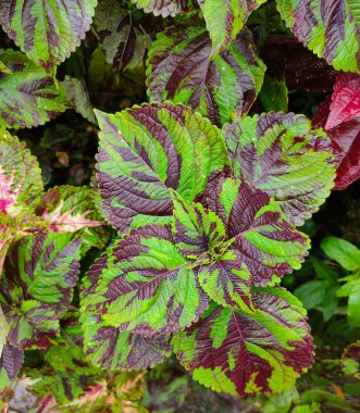 Coleus veya Plectranthus scutellarioides 'in renkli yaprakları. Güzel yapraklar bahçede dikmek için popülerdir.