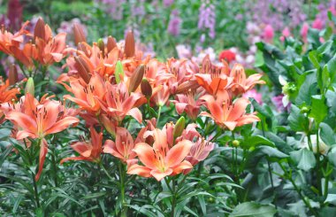Turuncu kaplan zambağı çiçek açarken kapat. Kaplan turuncu zambaklar yeşil arka planda bahçede çiçek açarlar. Lilium bulbiferum çiçeği. Lilium bulbiferum, turuncu, kaplan ya da ateş zambağı, Liliaceae 'ye ait.