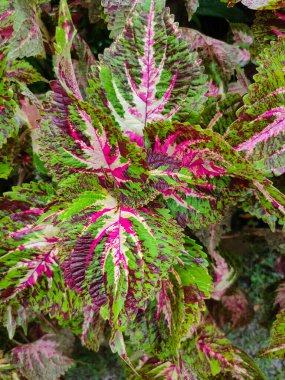 Coleus veya Plectranthus scutellarioides 'in renkli yaprakları. Güzel yapraklar bahçede dikmek için popülerdir.