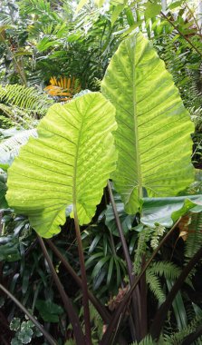 Yeşil alanda güzel Xanthosoma Violaceum veya Kimpul