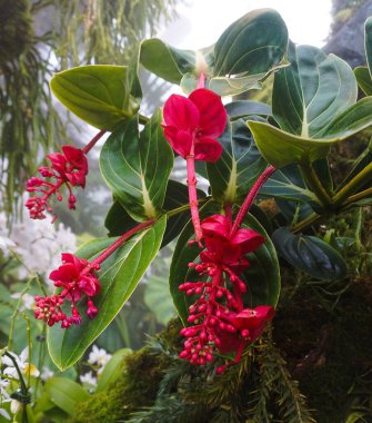 Yeşil pantolon arka planında seranın içinde, Filipin Orkidesi 'nde güzel açan pembe bir Medinilla Magnifica. Bahçıvanlık hobisi, bitki yetiştirme ve yetiştirme.