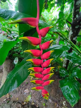 Heliconia Rostrata ya da Asılı Istakoz Pençesi Yeşile Tropikal Bitki