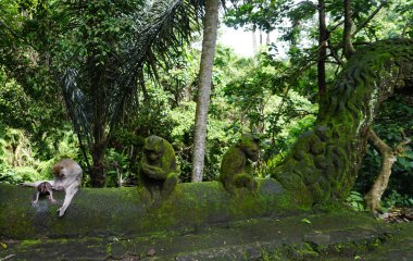 Maymun ailesi Ubud ormanında dinleniyor.