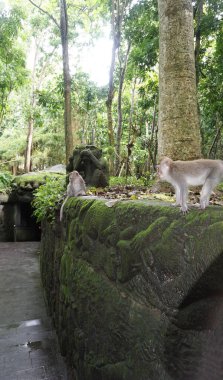 Padangtegal Büyük Ölüm Tapınağı Pura Dalem Agung Padangtegal, Padangtegal Kutsal Maymun Ormanı, Ubud, Bali, Endonezya