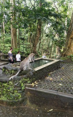 Ubud Maymun Ormanı, Bali, Endonezya 'daki maymunlar