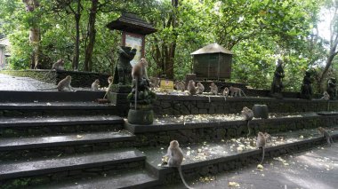 Ubud Maymun Ormanı, Bali, Endonezya 'da heykel ve maymunlar
