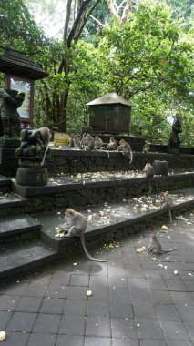 Ubud Maymun Ormanı, Bali, Endonezya 'da heykel ve maymunlar