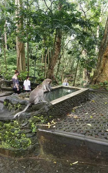 Ubud Maymun Ormanı, Bali, Endonezya 'daki maymunlar