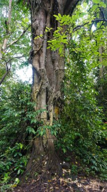 Forest tree with roots and leaves closeup
