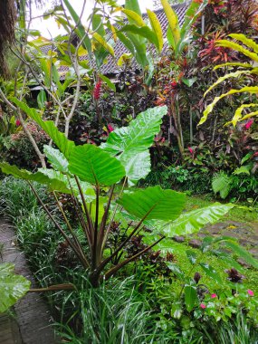 Philodendron bipinnatifidum or split-leaf philodendron, lacy tree philodendron, selloum, horsehead philodendron