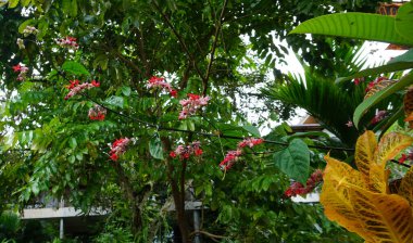 Clerodendrum paniculatum flower or commonly called pagoda flower at Bali