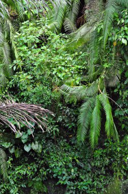 Nature beauty of tropical jungle of Ubud region, Bali. Rain forest in Indonesia. Rain forest jungle nature. Indonesia - outdoor nature jungle landscape, travel concept photography lush green foliage