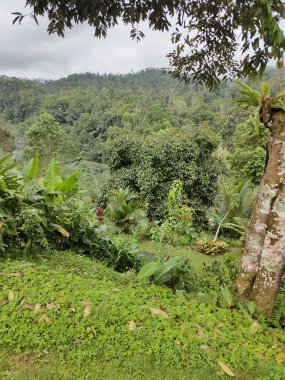 Nature beauty of tropical jungle of Ubud region, Bali. Rain forest in Indonesia. Rain forest jungle nature. Indonesia - outdoor nature jungle landscape, travel concept photography lush green foliage