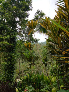 Nature beauty of tropical jungle of Ubud region, Bali. Rain forest in Indonesia. Rain forest jungle nature. Indonesia - outdoor nature jungle landscape, travel concept photography lush green foliage