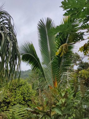 Nature beauty of tropical jungle of Ubud region, Bali. Rain forest in Indonesia. Rain forest jungle nature. Indonesia - outdoor nature jungle landscape, travel concept photography lush green foliage
