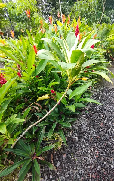 Ginger Lily, Alpinia purpurata 'nın yeşil arka planda yeşil yapraklı tek çiçekleri..