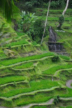 Tegalalang Pirinç Terası, Ubud Bali Endonezya