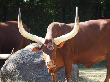 Berlin, Almanya - Berlin hayvanat bahçesinde büyük Watusi boğaları